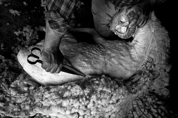 Photograph Celal Erdem  Sheep Shearing on One Eyeland